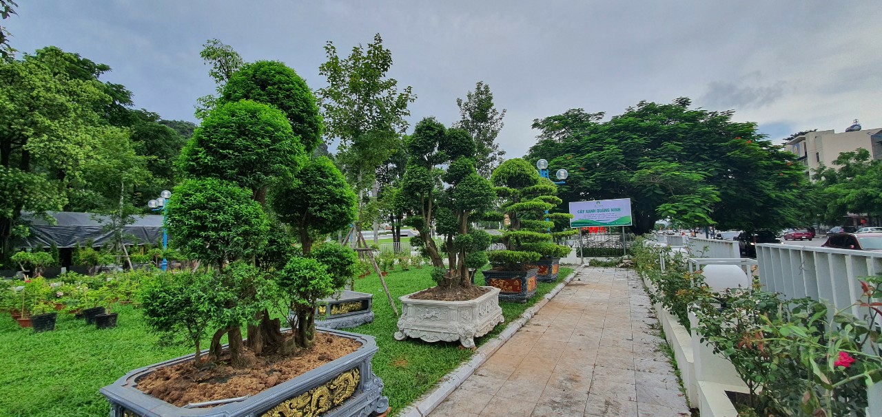 Chăm Sóc, Cắt Tỉa, Tạo Dáng Cây Cảnh Nghệ Thuật Chuyên Nghiệp Tại Quảng  Ninh - Cây Xanh Quảng Ninh