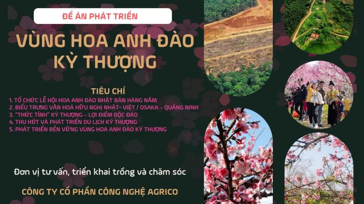 AGRICO cam kết đồng hành với đề án Vùng Hoa Anh Đào Kỳ Thượng