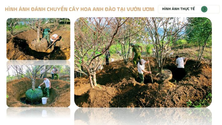 Trồng hoa anh đào thực hiện dự án vùng hoa anh đào Kỳ Thượng